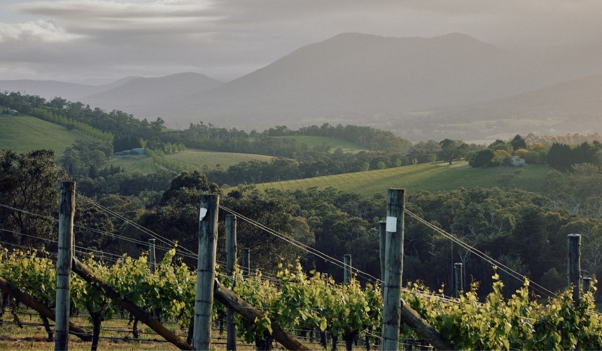 the 100 best wineries australia